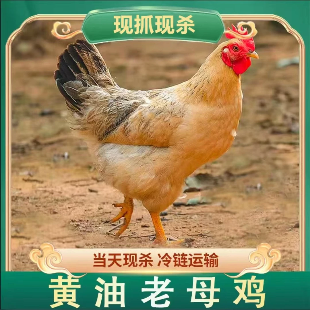 【顺丰包邮】两只两年黄油老母鸡，1只毛重3斤多净重2斤多带内脏