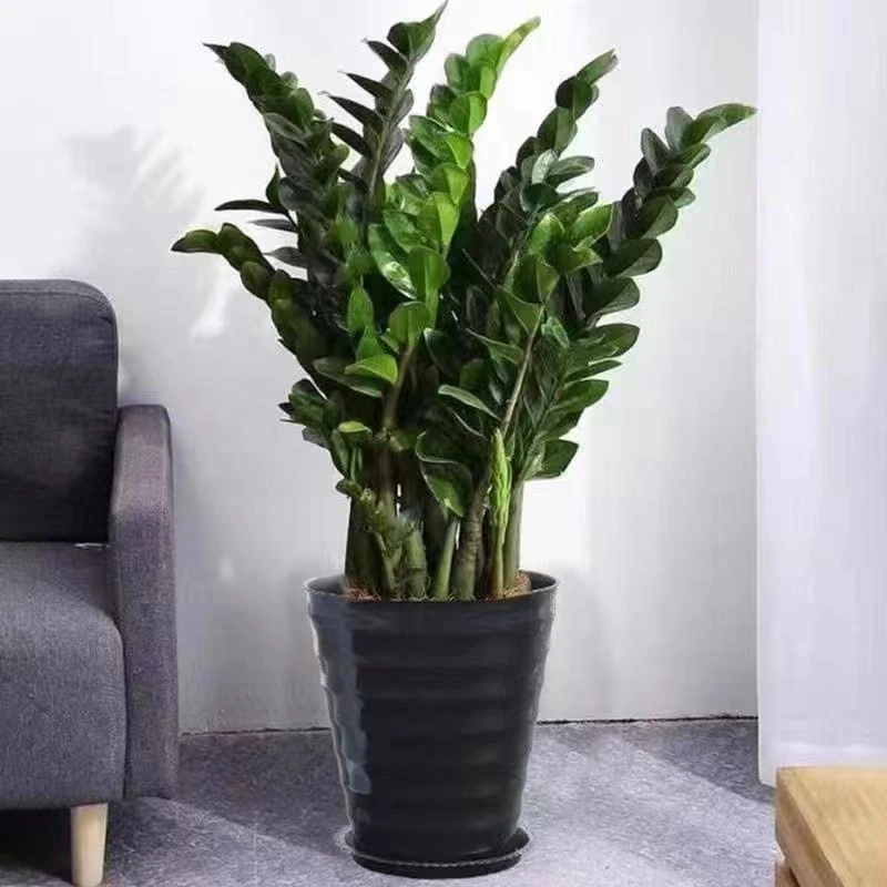 金钱树盆栽发财树绿植净化空气花卉室内绿植物客厅办公室室内绿植