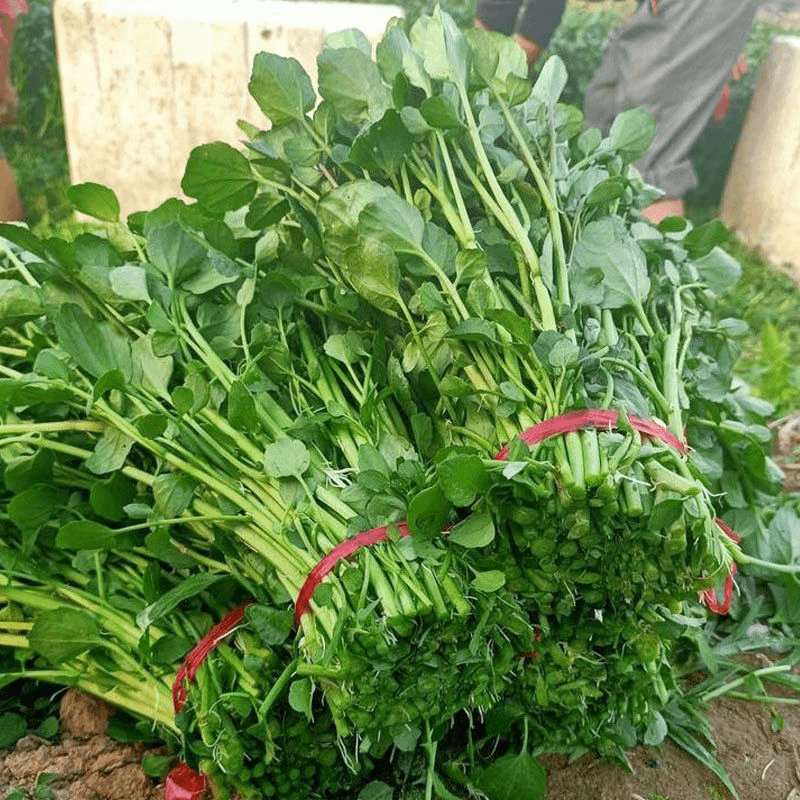 西洋菜种子多年生豆瓣菜种子四季盆栽营养蔬菜种子籽庭院