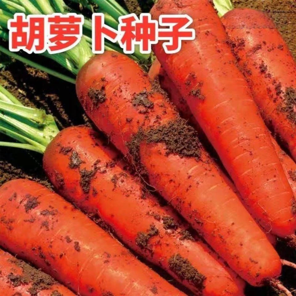 九寸三红胡萝卜种子甜脆水果胡罗卜种子春秋四季蔬菜种子