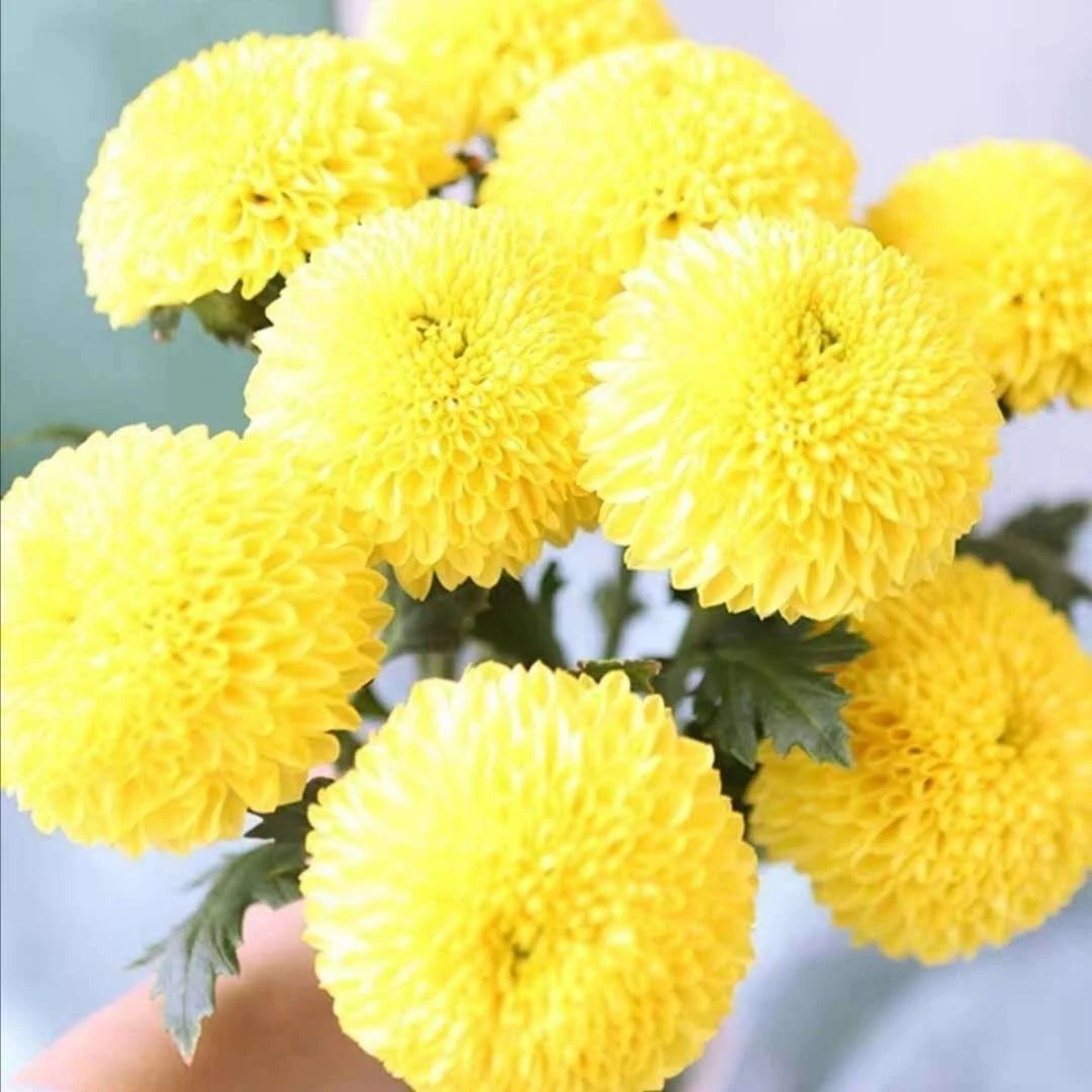 易种乒乓菊花种籽四季开花室内易活花卉阳台盆栽植物菊花种子