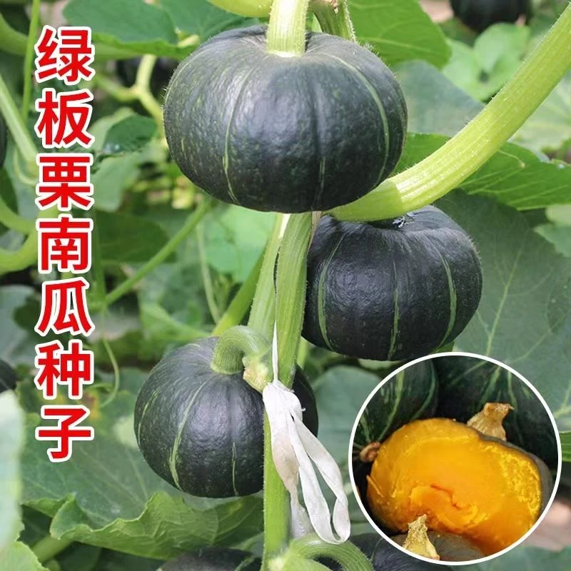 迷你绿贝贝南瓜种子板栗小南瓜种子阳台盆栽庭院春季蔬菜种子大