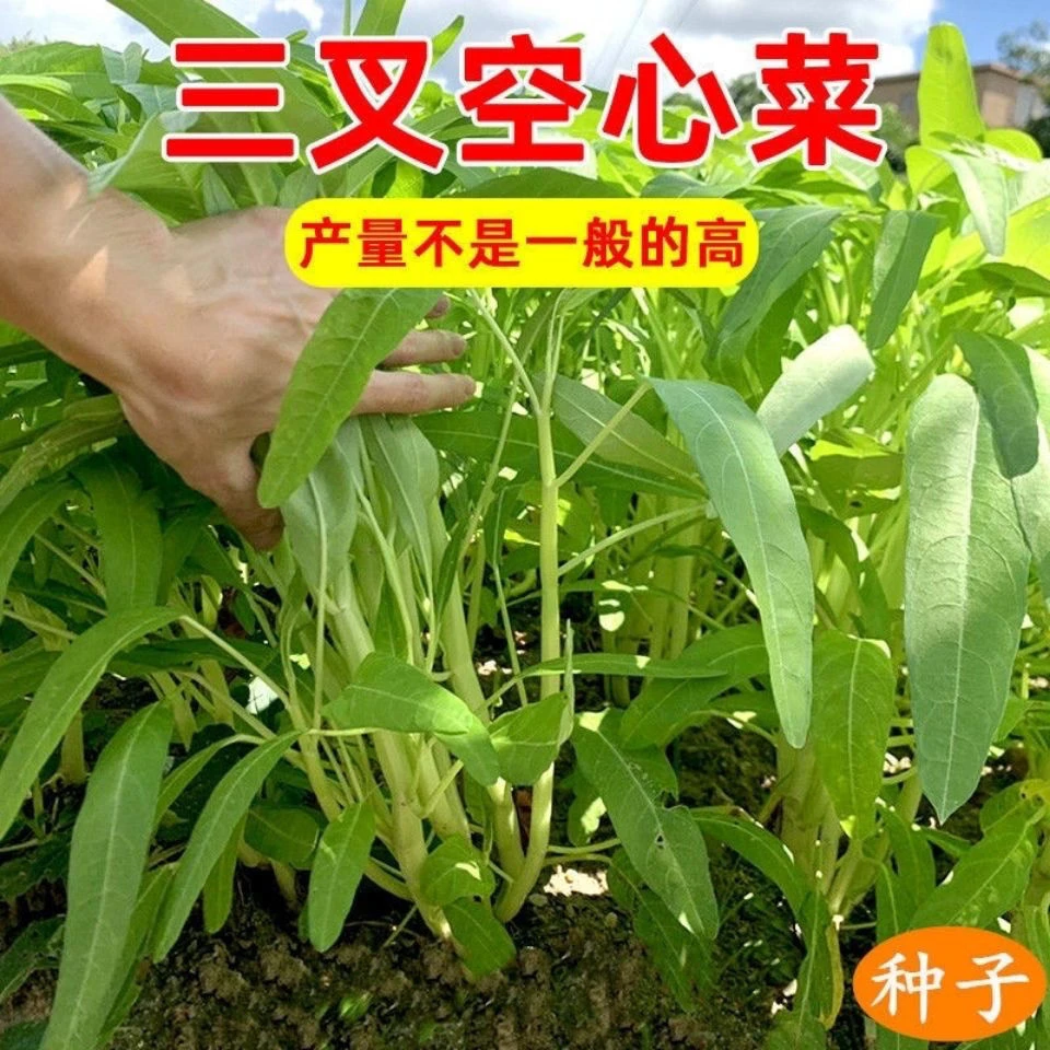 冬季可室内阳台盆栽空心菜种子多茬采收可水培土培
