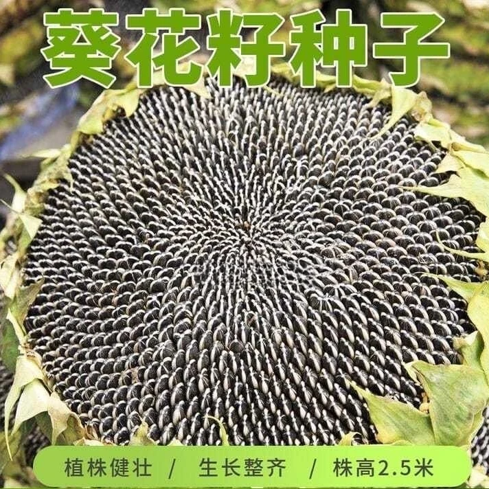 食用型矮杆向日葵种子瓜子种子阳台大田种植蔬菜种子