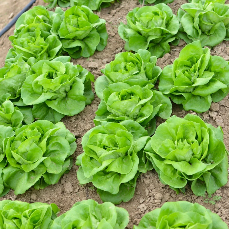生菜籽种子抗热奶油生菜玻璃意大利生菜阳台庭院蔬菜种子四季播种