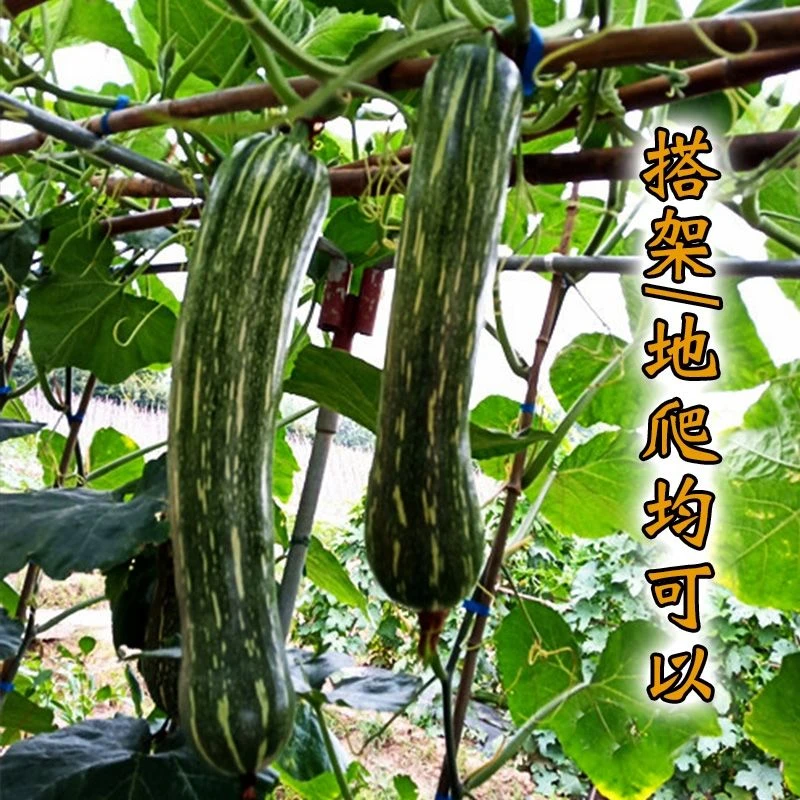健美蜜本南瓜种子南瓜种籽孑大田蔬菜种子辅食甜糯口感密