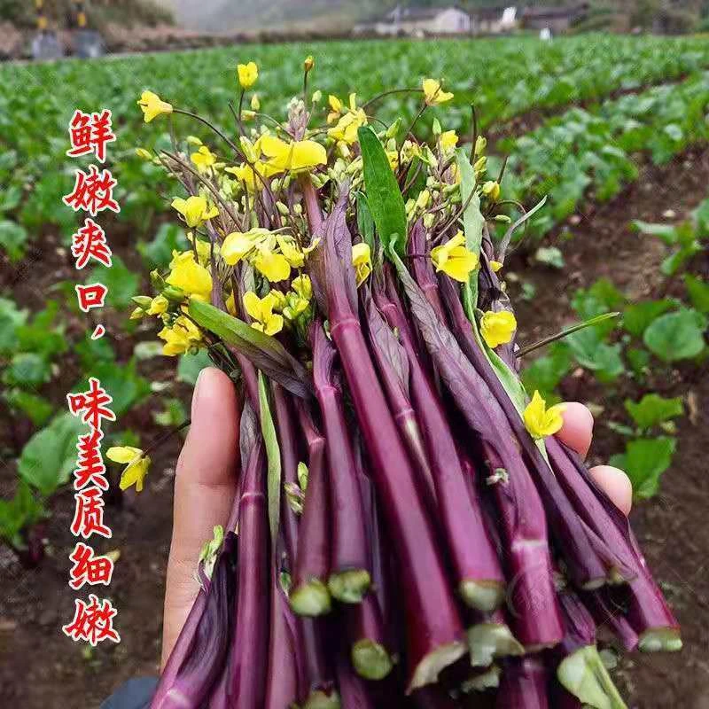 红菜苔种子种籽春季蔬菜蔬莱孑秋季秋冬菜籽菜种四季菜心南方冬季