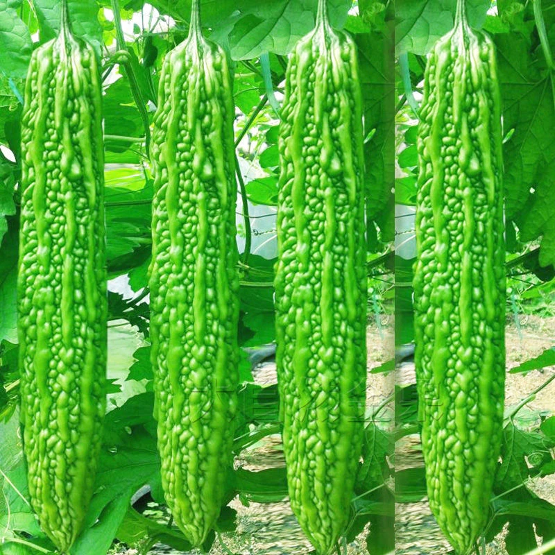 油绿苦瓜种子蔬菜种子四季种好吃的苦瓜种子阳台盆栽种活