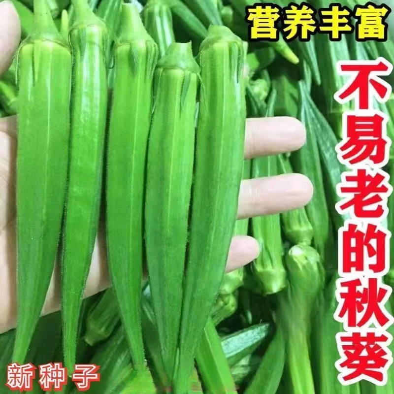 【秋葵种子】绿秋葵种籽四季播黄秋葵籽农家阳台庭院蔬菜种子