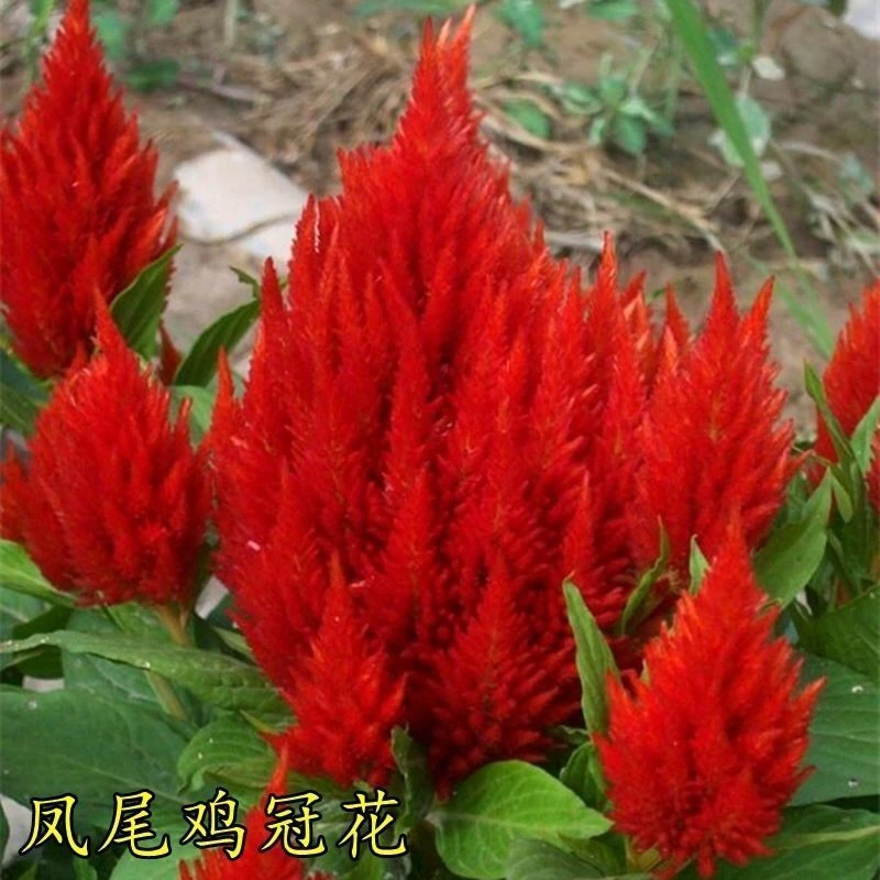 鸡冠花种子四季种活冠状鸡冠花种子羽状鸡冠花庭院室外花籽包庭院