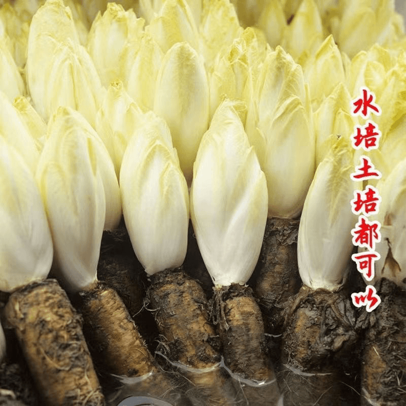 金玉兰菜种子菊苣菜欧洲王子菜营养软化菊苣多年生四季蔬菜庭院