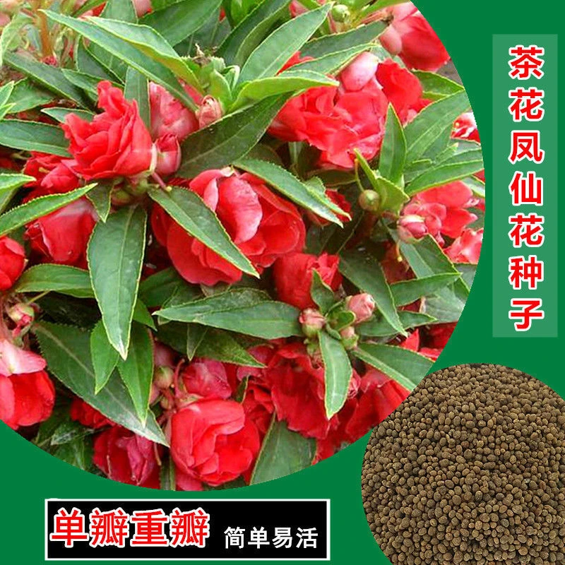 重瓣凤仙花种子指甲花四季活茶花凤仙盆栽室内花草花卉种子