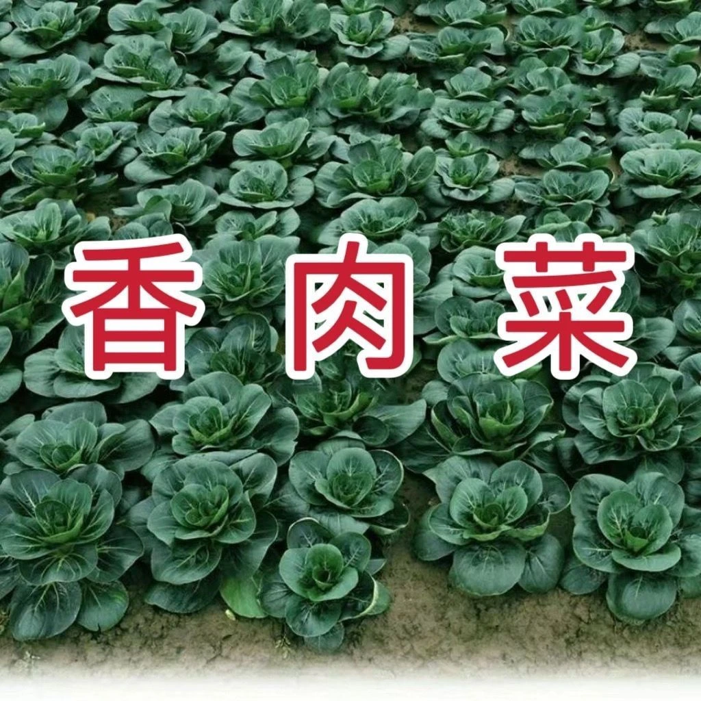 新品种北京香肉菜可采收耐寒耐热春秋四季农家青菜蔬菜