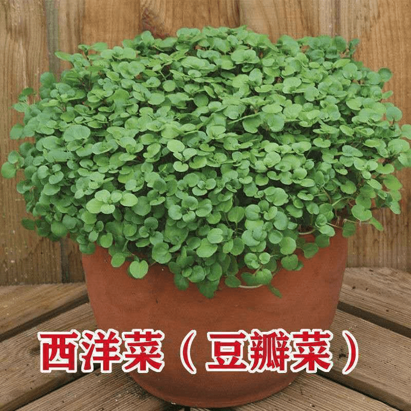 西洋菜豆瓣菜种子四季盆栽儿童菜水芥菜阳台盆栽农家野生蔬菜种子