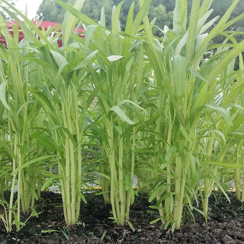 柳叶白梗空心菜种子四季白骨通心菜小叶耐热耐寒雍菜蔬菜种籽