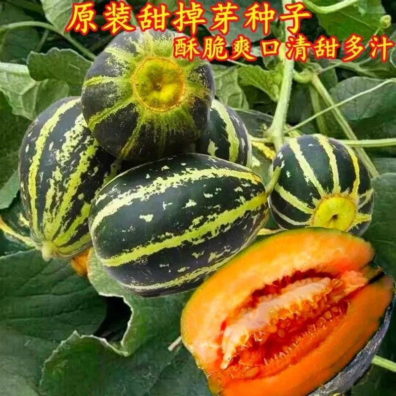 甜掉牙香瓜花皮甜脆瓜家庭蔬菜盆栽掉牙水果香瓜