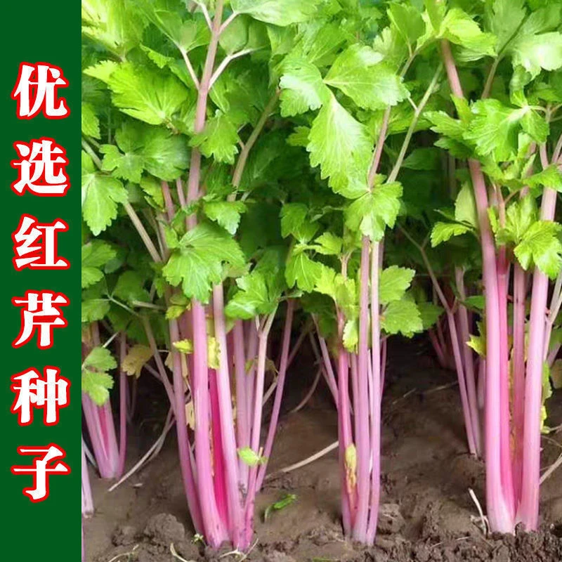 红芹菜种子紫玉香芹高梗芹菜种红色紫色孑盆栽阳台秋冬季蔬菜种子