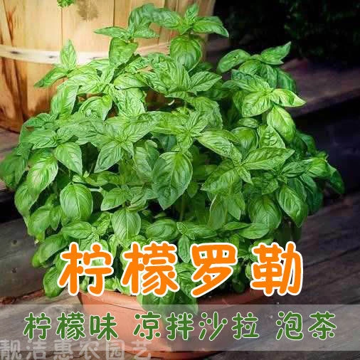 罗勒种子九层塔金不换种子大叶甜罗勒食用香料驱蚊虫香草蔬菜