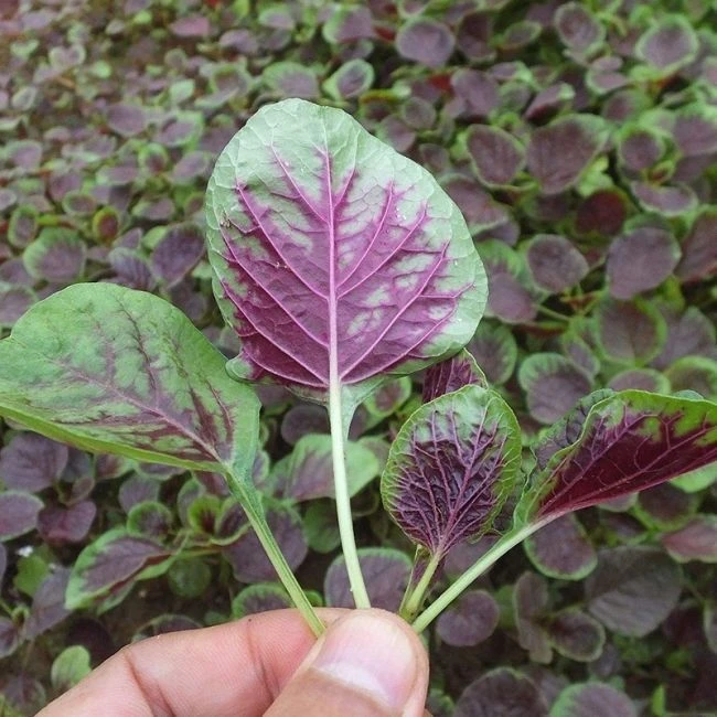 红汉菜种子春季播种圆叶红苋菜旱菜种子耐热庭院盆栽蔬菜种子