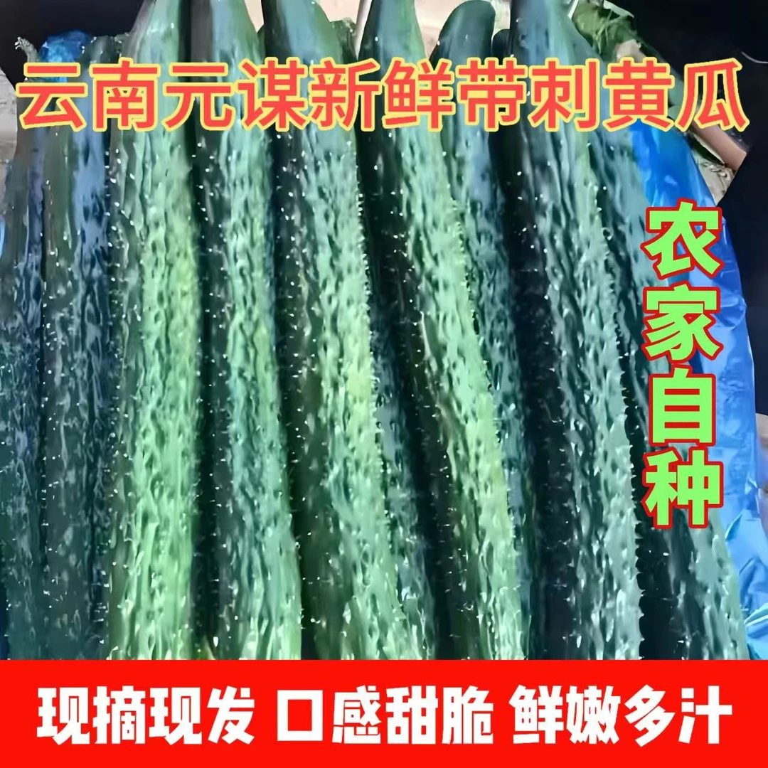 云南元谋现摘密刺绿瓤黄瓜 冷棚蔬菜 基地直发