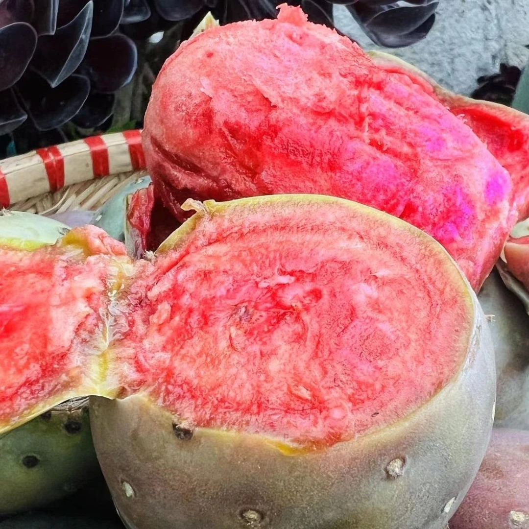 【红钻改良仙人掌】摩洛哥进口改良品种仙人掌红钻红花