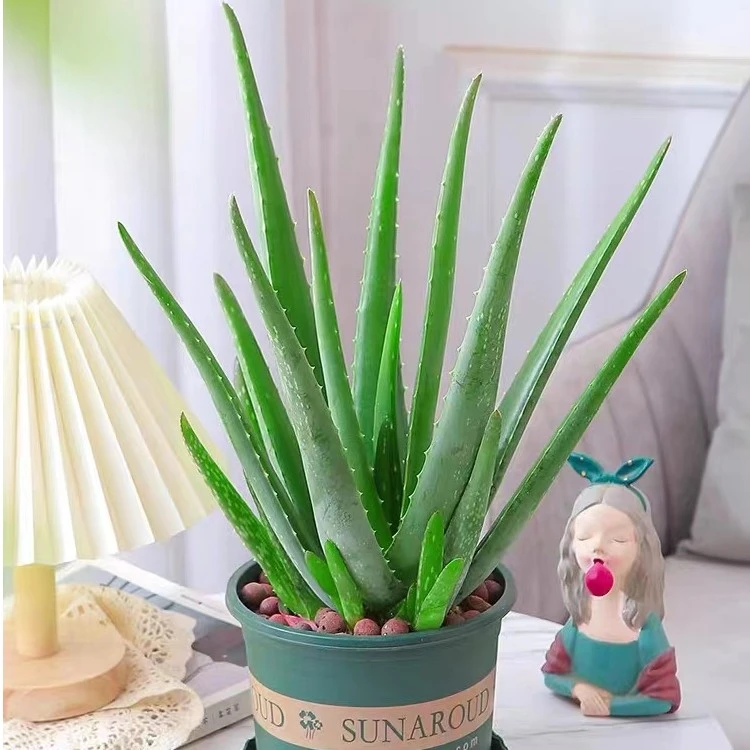 美容院库拉索芦荟盆栽室内盆景绿植花卉灌肤多肉植物荟祛痘吸甲醛