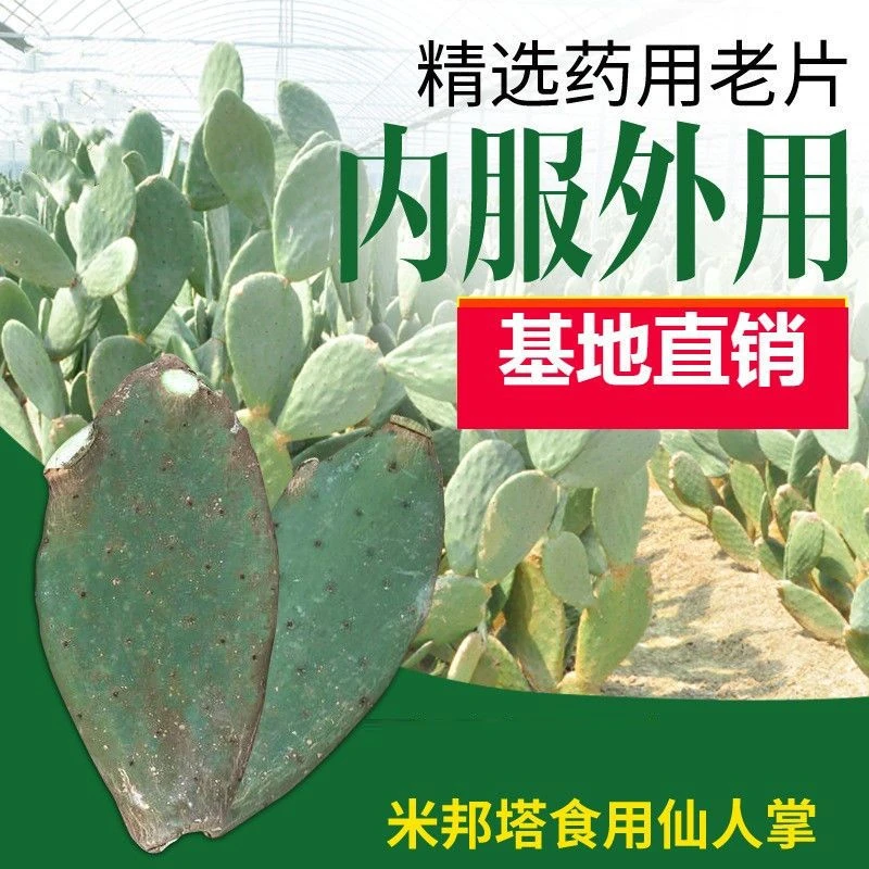 新鲜墨西哥米邦塔食用仙人掌绿色多肉植物盆栽药用美容院外敷内服