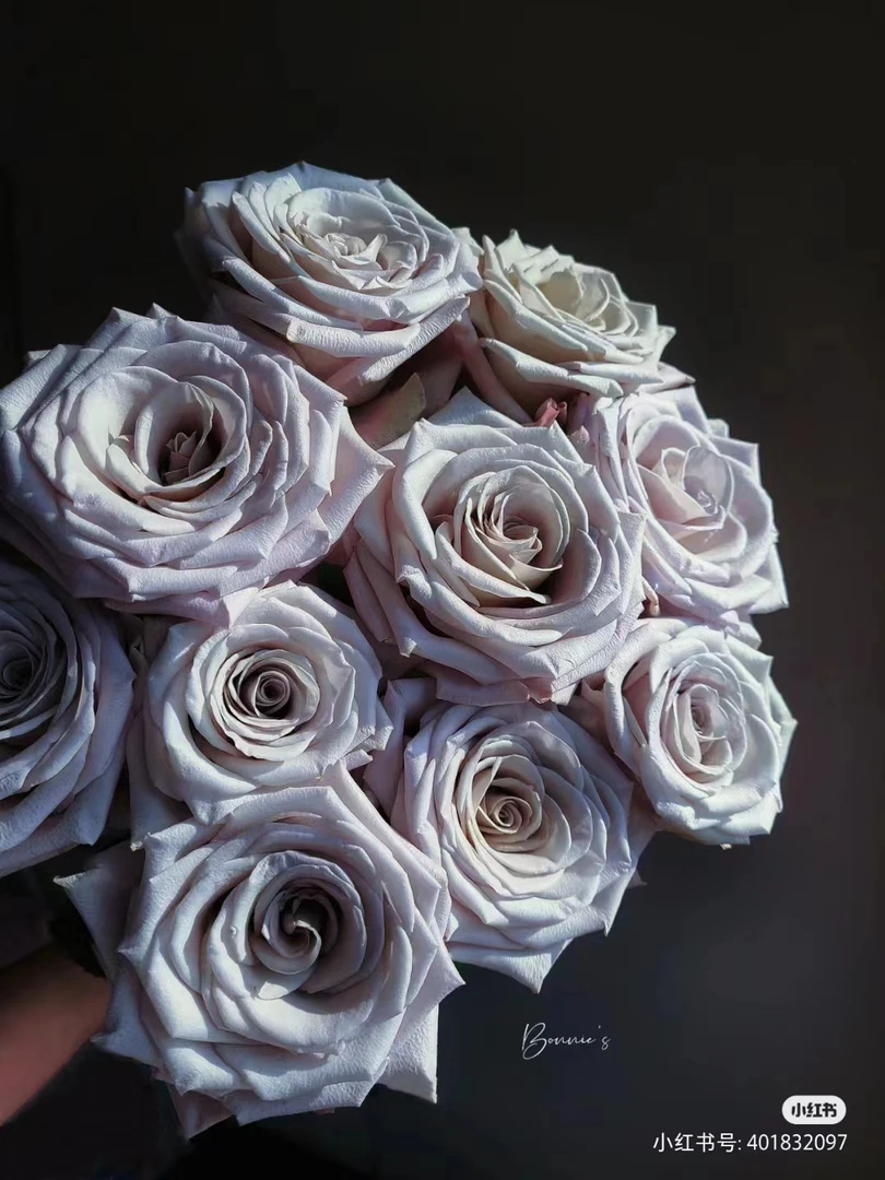 【曼塔】玫瑰   同一地址任意两单加配草一扎