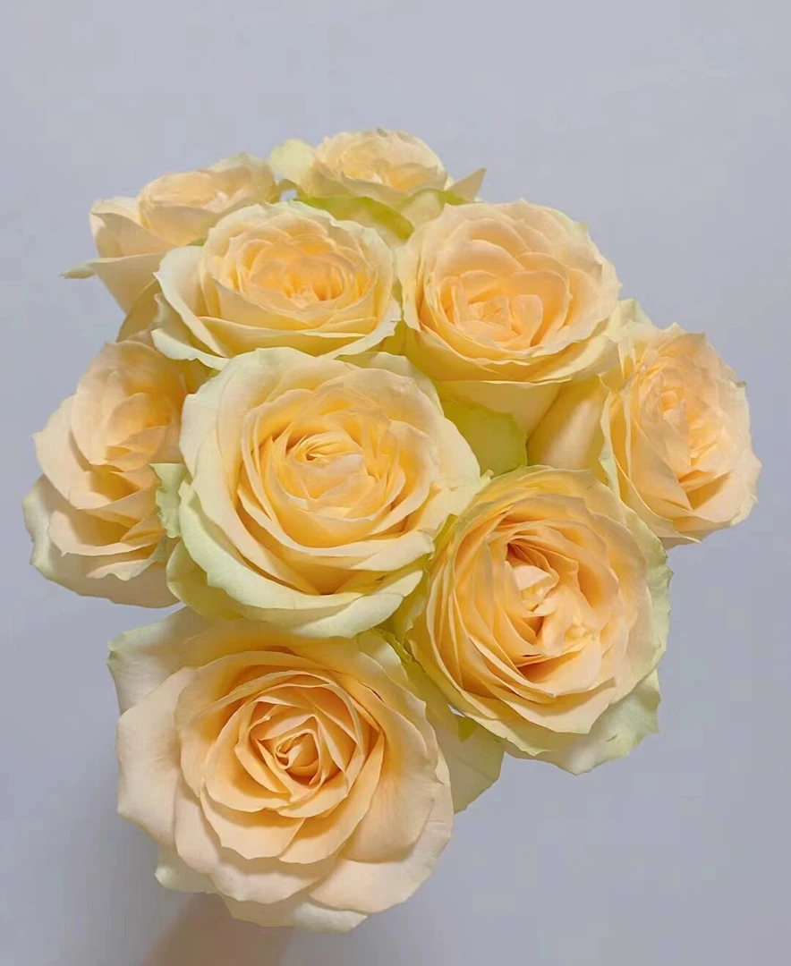 【一单包邮】香槟玫瑰  温度0度以下请拍保温棉