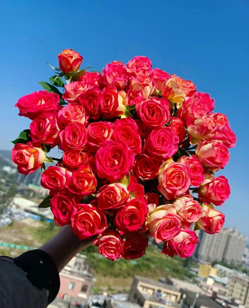 爱丽丝多头玫瑰  【相同地址两单及以上送配草一束】