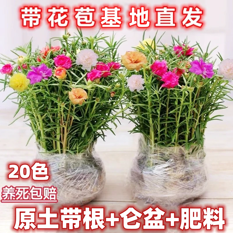 太阳花重瓣花苗多年生太阳花带根带花苞植物绿植花卉盆栽四季开花