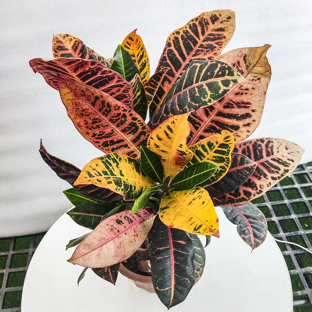 彩霞变叶木盆栽阳台室外植物绿植变色木
