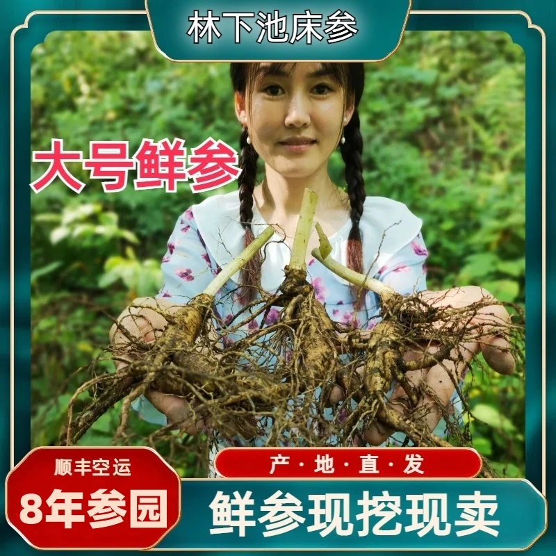 大号林下池床参顺丰空运新鲜人参泡酒煲汤送礼泡茶自产自销农产品