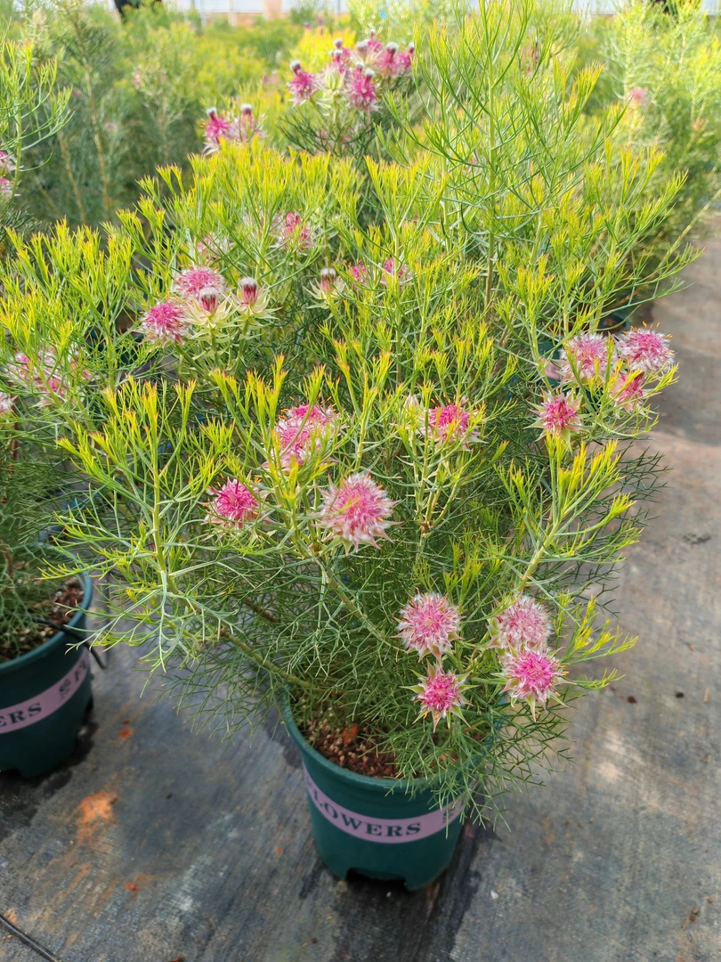 南非新娘花进口高端盆栽花卉来自远方的浪漫只为最美的您基地直发