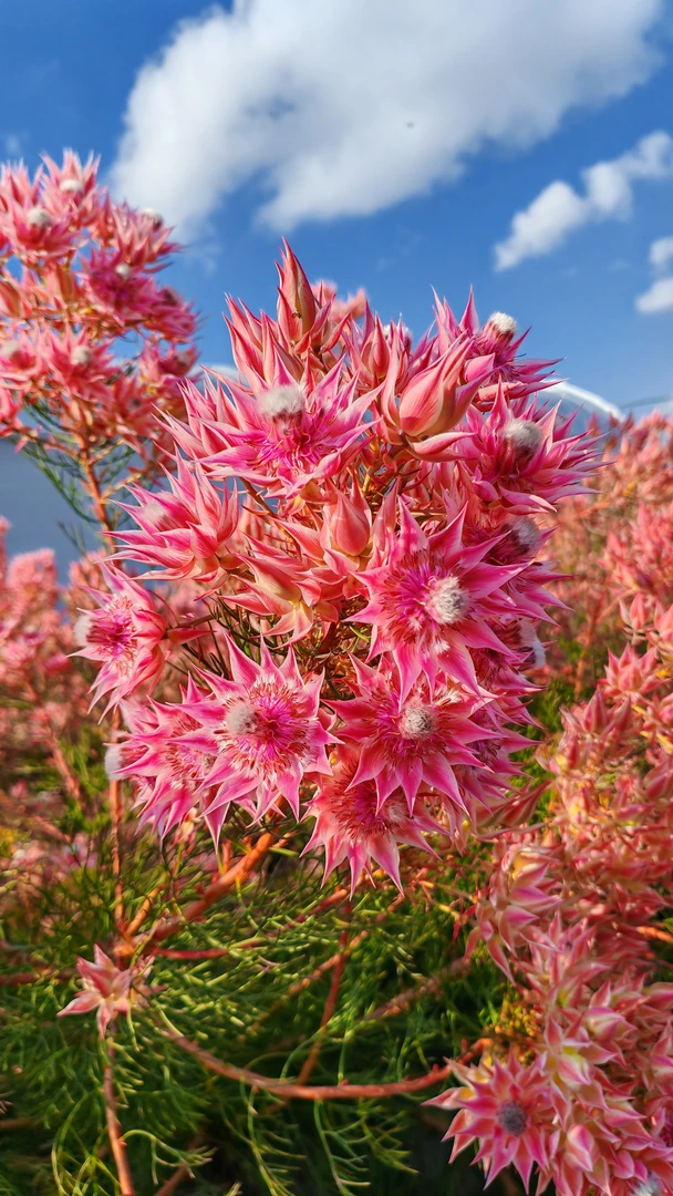南非新娘花鲜切花美丽鲜花家用插花婚礼捧花高级花材
