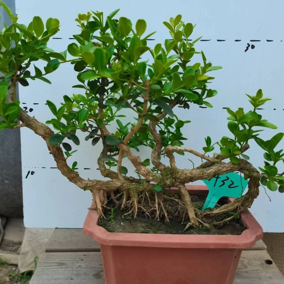 黄杨造型盆景规格齐全造型优美一物一拍