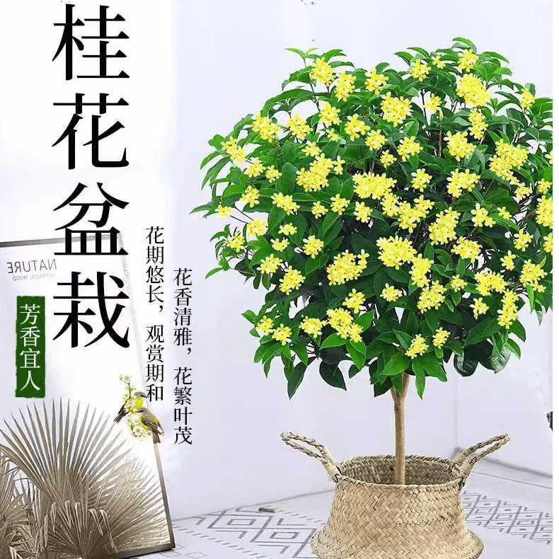 精品四季桂花树苗盆栽观赏金桂开花不断室内外阳台庭院浓香花卉