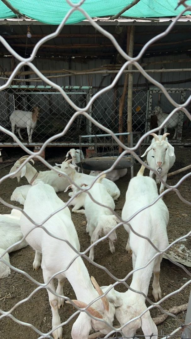 沂源大山散养波尔山羊山羊肉直播间一物一拍现杀现发新鲜现杀现卖