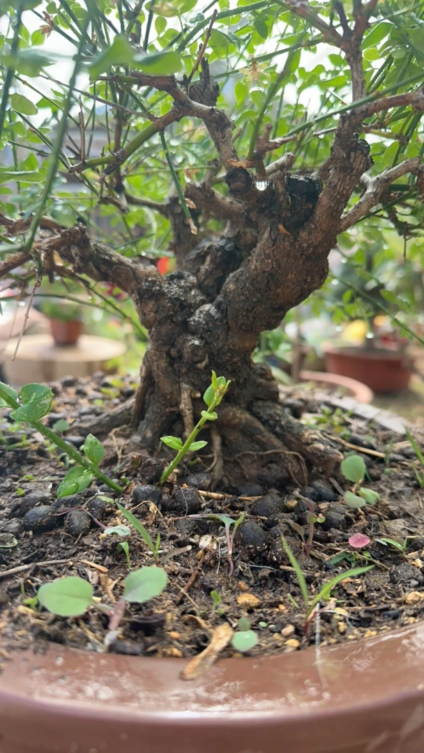 老树根原根迎春花老桩盆景盆景迷你带紫砂盆