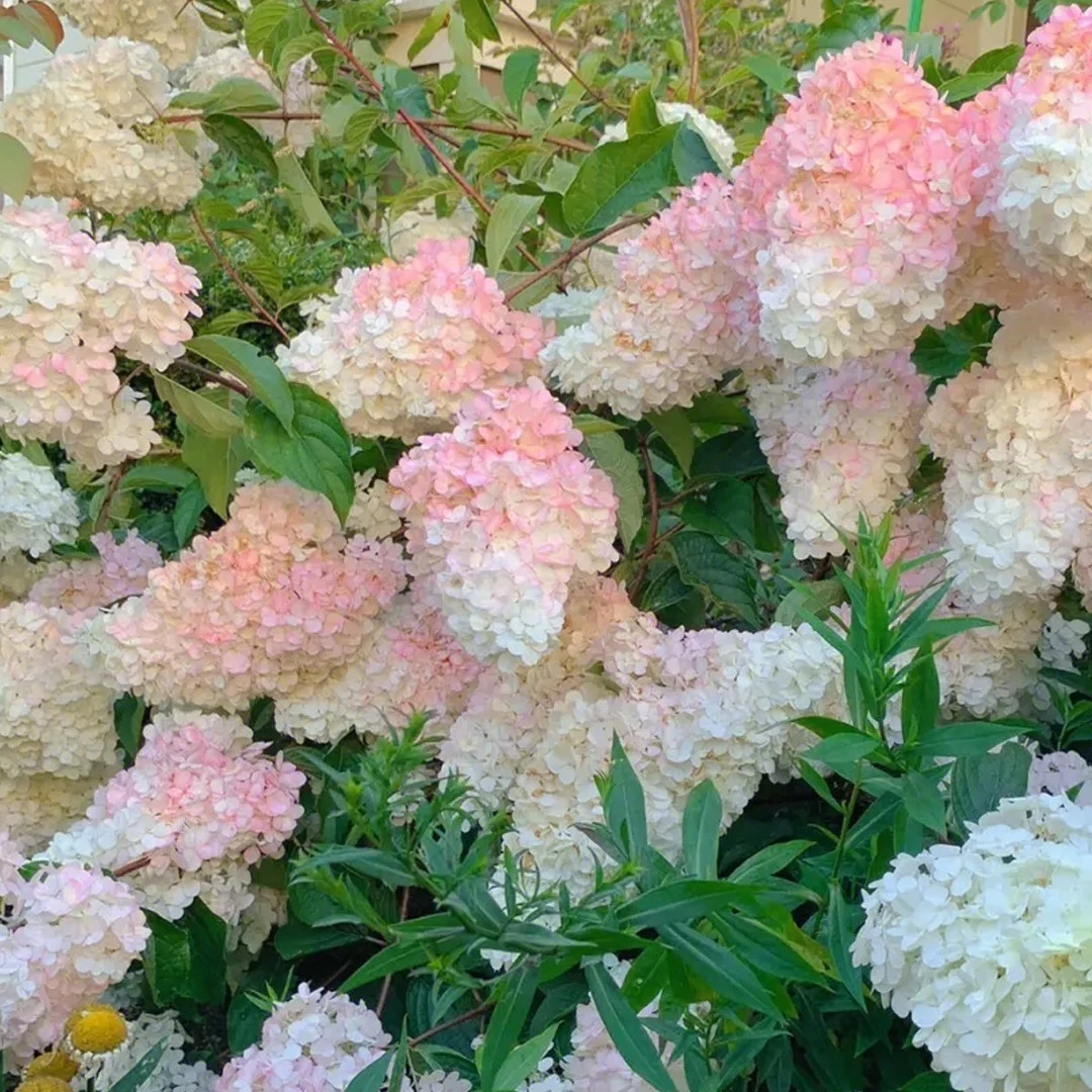 木本圆锥绣球耐热耐寒好养阳台庭院花卉植物花期长香草草莓盆栽