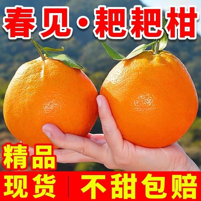 四川春见耙耙柑新鲜水果粑粑柑现摘香甜多汁10斤整箱包邮T