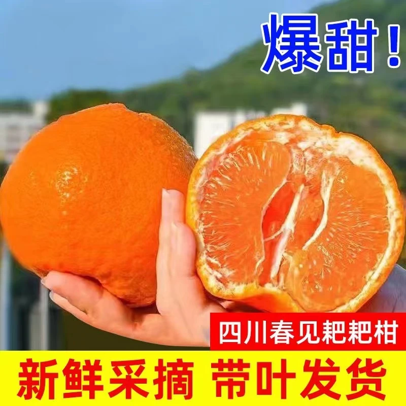 四川春见耙耙柑2斤小果