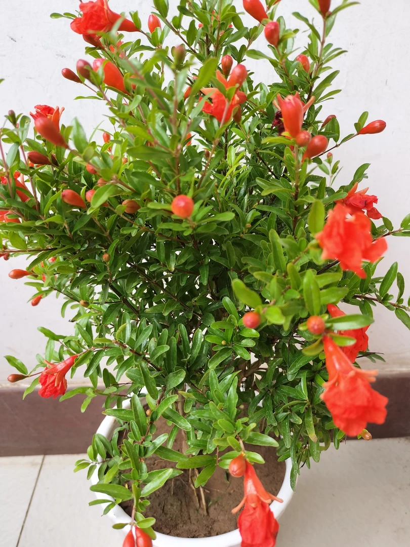 精品牡丹宫灯石榴盆景，喜阳喜湿，南北方均可种植