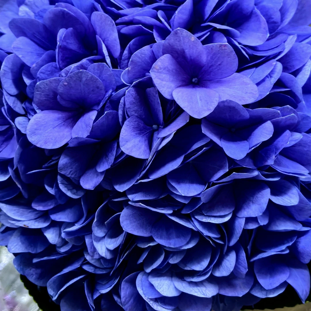 基地直供，现采现发，海兰绣球鲜切花