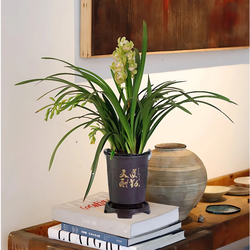 【香水香兰1-2花剑】兰花花卉盆栽四季常青室内喜庆年宵花耐寒好养
