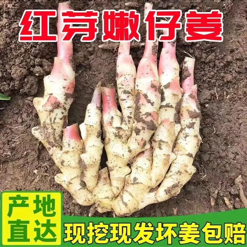 山东嫩姜仔姜生姜鲜姜红芽姜新鲜姜芽做泡糖醋姜黄姜1/5斤