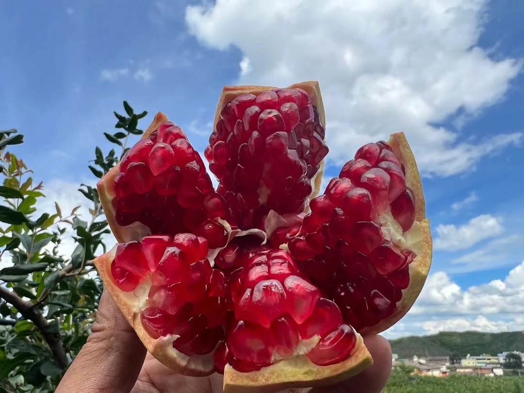 四川会理突尼斯软籽石榴新鲜现采现发5斤8斤