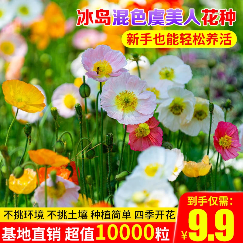 【9.9元10000粒】混色冰岛虞美人四季开花花种子播种植庭院阳台种植