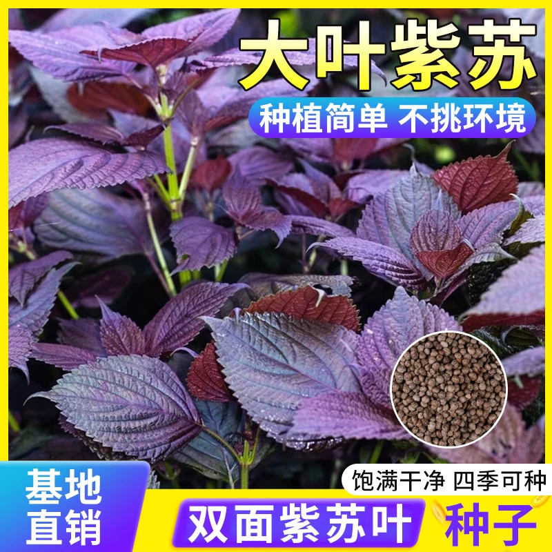 紫苏种子可食用双面红紫苏大叶紫苏种子四季耐热阳台盆栽蔬菜种子
