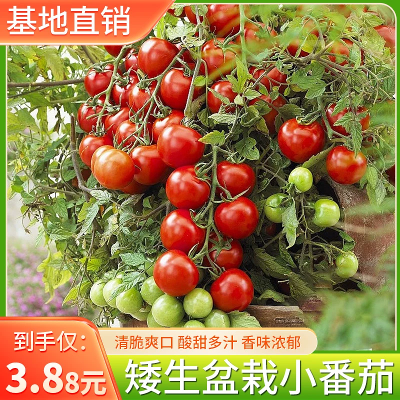 矮生番茄种子四季易种活盆栽苗秧可食用水果室内外阳台蔬菜籽大全